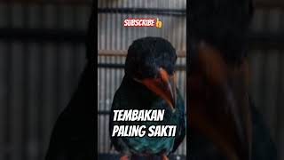 Download lagu MASTERAN TENGKEK BUTO PALING AMPUH #tengkekbuto #tengkekbutogacor #tengkek #tengkekudang #masteran mp3 Download lagu MASTERAN TENGKEK BUTO PALING AMPUH #tengkekbuto #tengkekbutogacor #tengkek #tengkekudang #masteran mp3