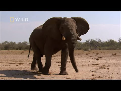 Zobacz jak samce walczą o prawo do rozmnażania się! [Najgroźniejsze zwierzęta Afryki]