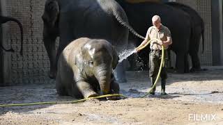 baby elephant bath video  Kandasamy vadivelu bathi