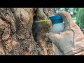 Eliminating the European Hornets Nesting Inside Tree in Sea Girt, NJ