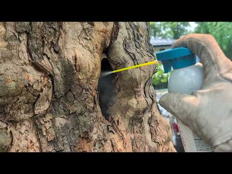 Eliminating the European Hornets Nesting Inside Tree in Sea Girt, NJ