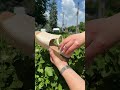 Сандалі жіночі шкіра на липучці 595628 Бежеві Відео