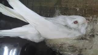 Download lagu Suara walet SP  MONYET API 2016 mp3 Download lagu Suara walet SP  MONYET API 2016 mp3