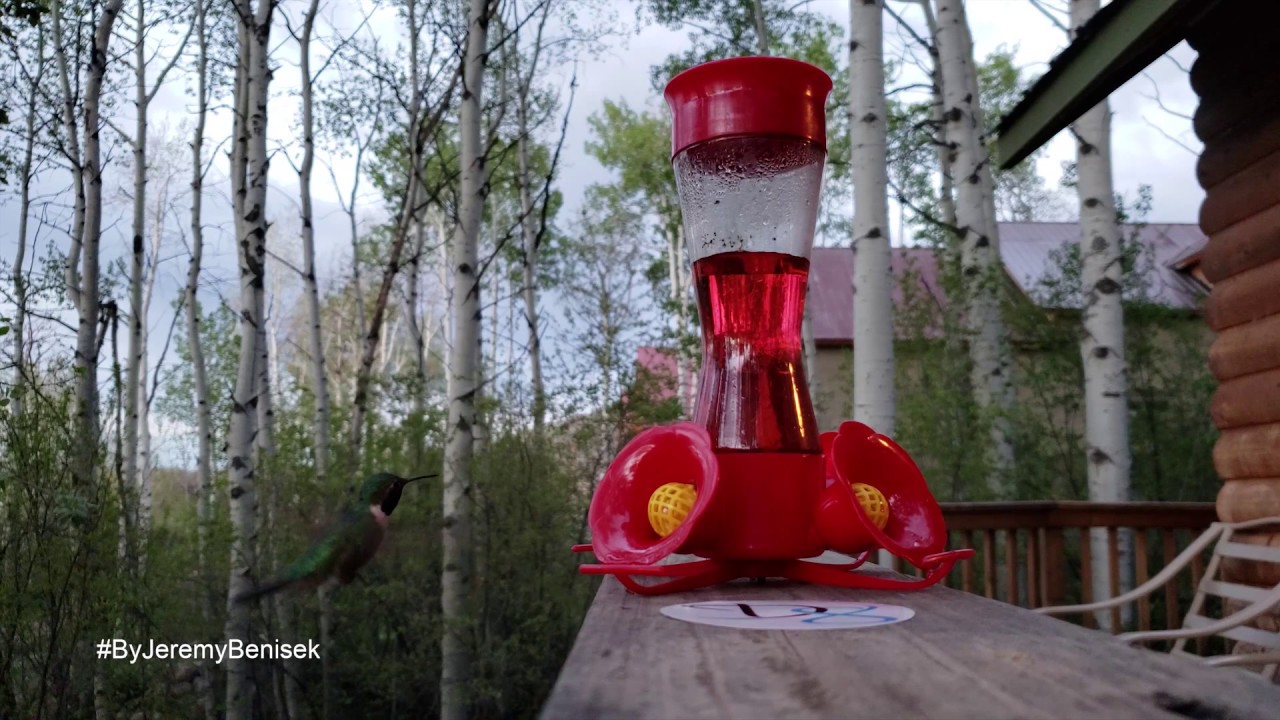Video: HummingBirds Vega 2018 With Slow Motion