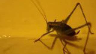 The Vitamin B12  'SNKHA070408'