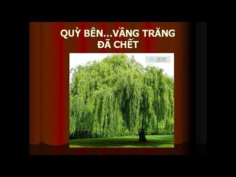 Ngàn năm vẫn là thương nhớ - Quỳnh Lan