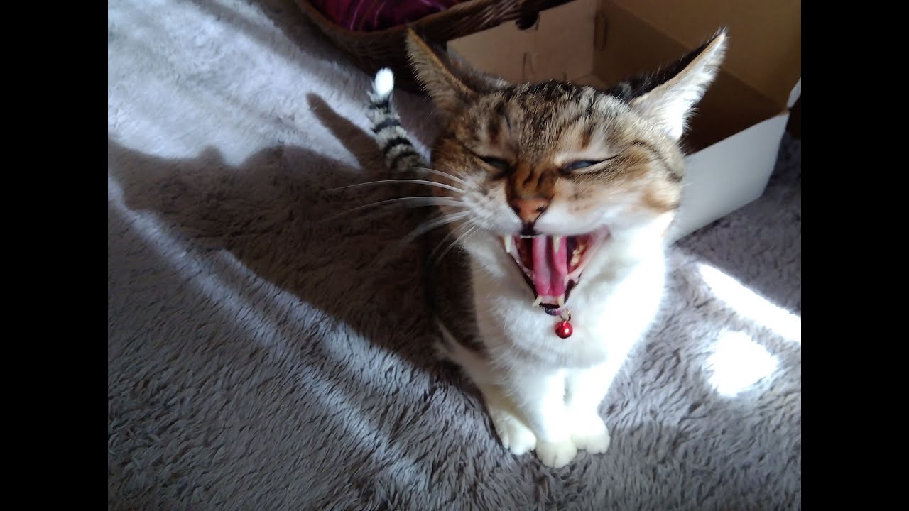 【猫動画】クリスマス前の最高のニャンコ動画！〜にゃんともパレード〜#猫動画#猫#445