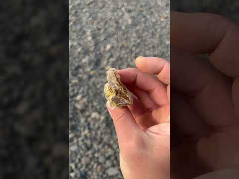 Oregon beach agate! #rockhounding #agate #beach #pacific #Oregon #crystal