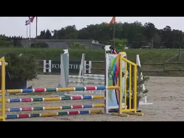 Caballo castrado Connemara En venta 2021 Tordo por Gershwin ar kamen