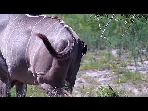 Djuma: Kudu bulls - 14:06 - 01/02/2023