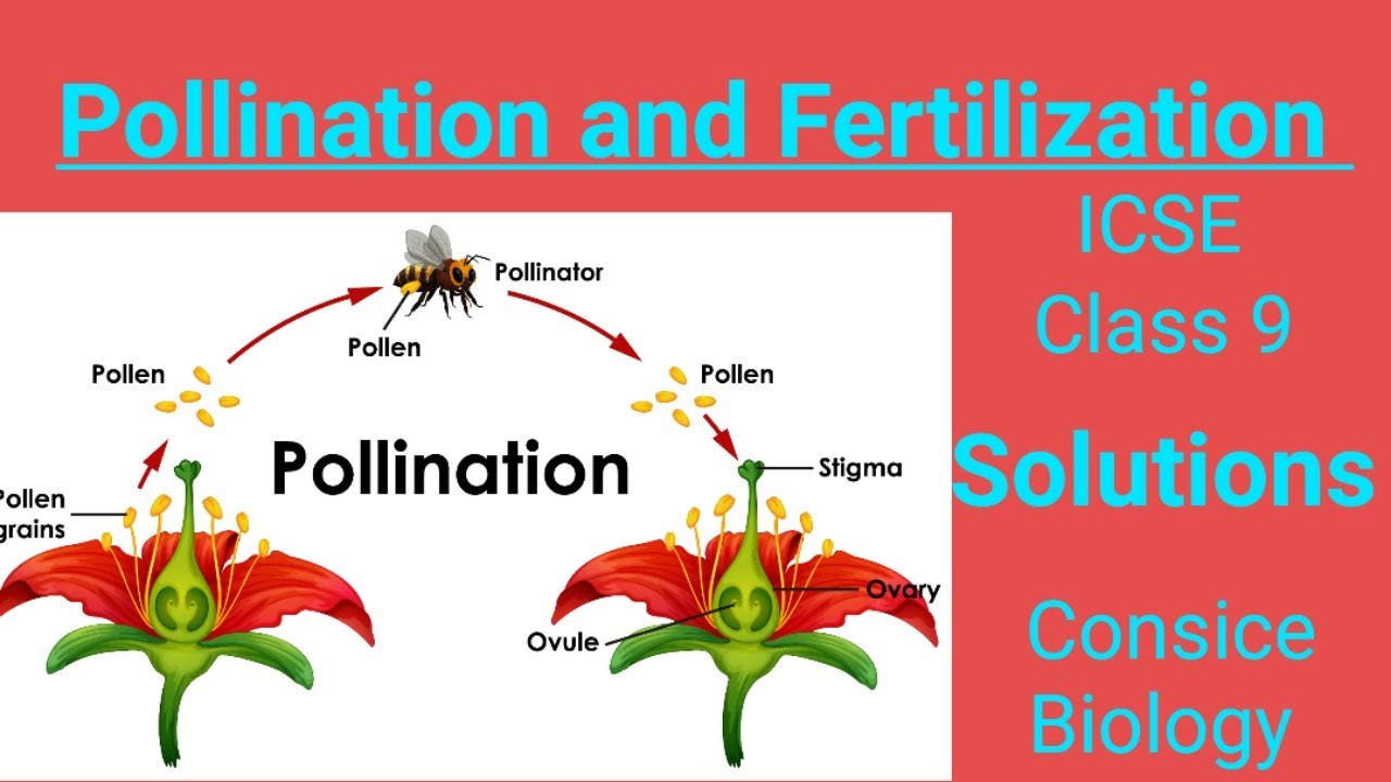 Pollination and Fertilization ICSE Class 9 Consice Biology Solutions (NEW EDITION)