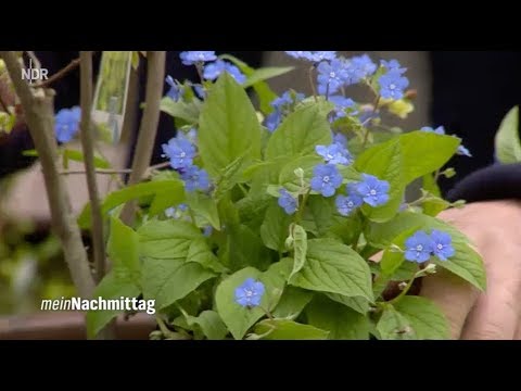 NDR My Afternoon – Early-flowering ornamental shrubs for small gardens