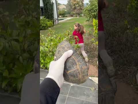 kaplumbağa şakası #funny #cute #animals #jokes