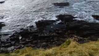 Orkney,Burwick-baby seal in water