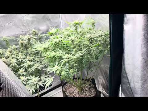 Blueberry pancakes, moon fog, purpz and other Humboldt seed co. #marijuanagrowers