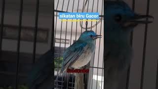 Download lagu selendang biru/sikatan biru gacor isian kenari‼#viral #kicaumania #selendangbiru #tledekanlaut #fyp mp3