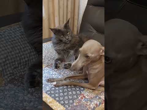 Funny and cute dogs compilation#funnydogs#cute#doglover#doglife#cure#dogshorts#pet#doglife