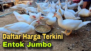 Download lagu Daftar Harga Entok Jumbo Terkini mp3 Download lagu Daftar Harga Entok Jumbo Terkini mp3