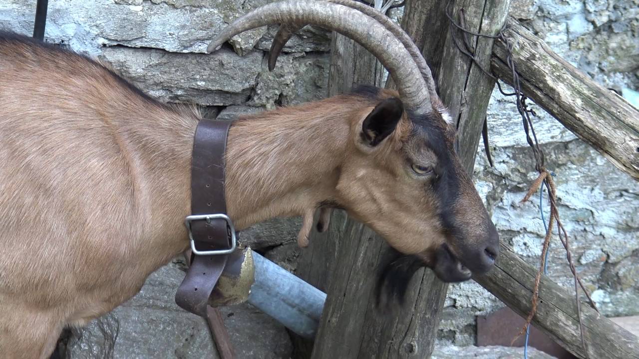 Molini di Calasca - Alpe della Colma