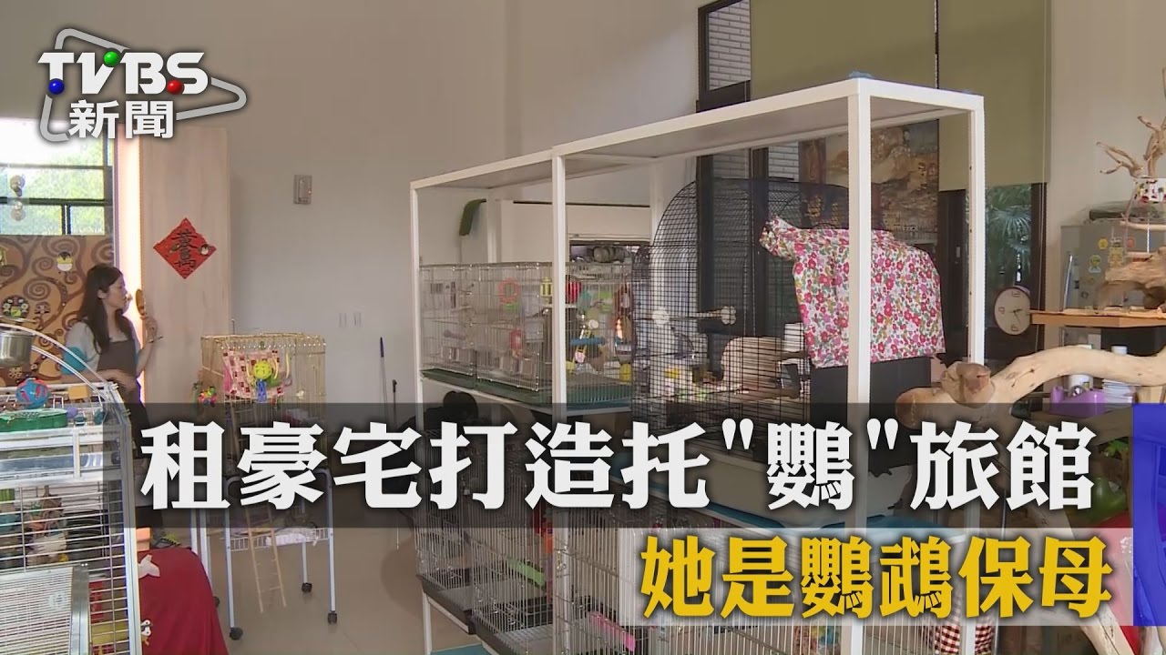 租豪宅打造托「鸚」旅館 她是鸚鵡保母