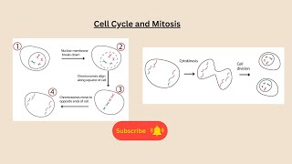 Cell division and mitosis for AQA GCSE biology and combined science