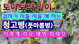[텃밭농부 1,540]  토마토의 잎이 시들시들 해 지는 청고병. 치료 및 예방법 #토마토재배 #청고병