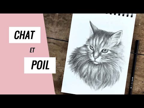 Comment dessiner un chat réaliste avec du poil ou de la fourrure