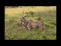 Photo Slideshow Of Our Free Range Hunting Crusader Safaris