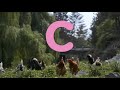 Sesame Street C Is For Chicken