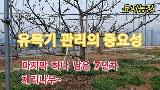 물관리 영양관리~눈높이  상승~매년 뽑아내고 싶은 나무들이 많아져요