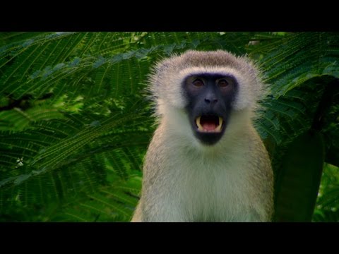 Vervet monkey's escape plans - Talk to the Animals: Episode 2 Preview - BBC
