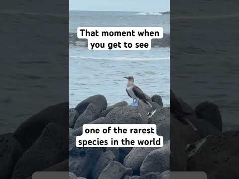 Blue footed booby - Galapagos San Cristobal