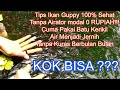 Budidaya Ikan Guppy Tanpa Kuras Air Sampai 3 Bulan Tetap Bersih Dan Jernih MODAL 0 RUPIAH