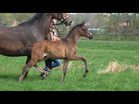 *2021 Stute von Millennium - Donnersmarck *not for sale*