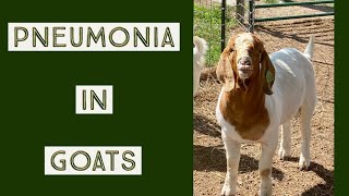 Treating Pneumonia in Goats | Early Intervention is Key!
