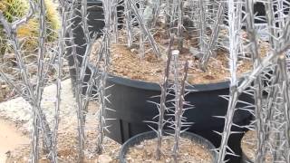 UPDATE OCOTILLO CUTTINGS ARE STILL ALIVE ARIZONA DESERT SUCCULENT