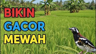 Download lagu Masteran Anis Kembang full Isian Tembakan Durasi Panjang Suara Mewah Gacor Ngeplong Teler mp3