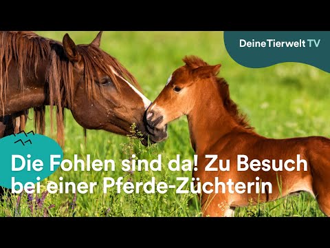 , title : 'Einblick in die Pferde-Zucht: Die Fohlen sind da!'