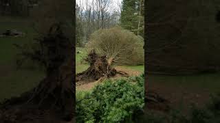 preview picture of video 'Watch the trees fall! Milton Ontario wind storm 2018'