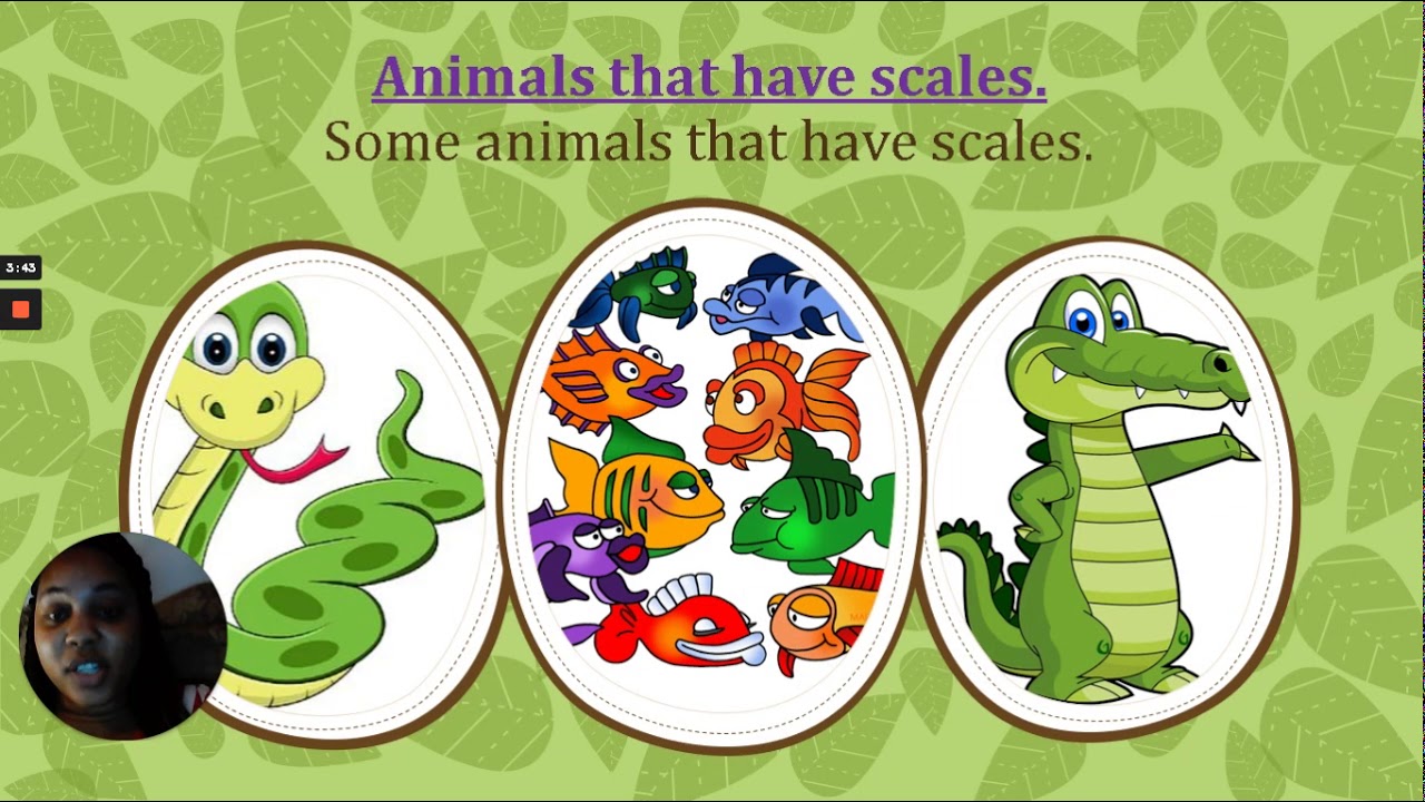 Cognitive Science Lesson 1 Animal Coverings