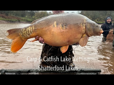 Netting the Gainsborough lake - Shatterford Lakes