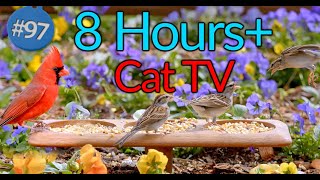 Uninterrupted CatTV 😻Over 8 Hours Spring Birds 🐦Entertainment and Relaxation