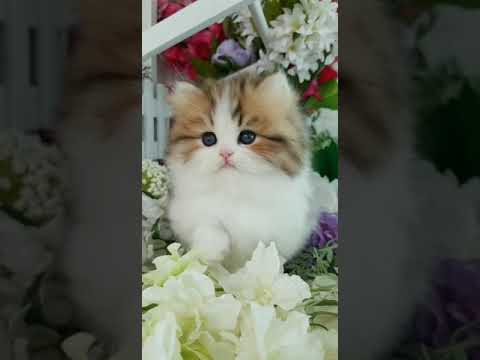 Teacup Persian Kitten For Sale