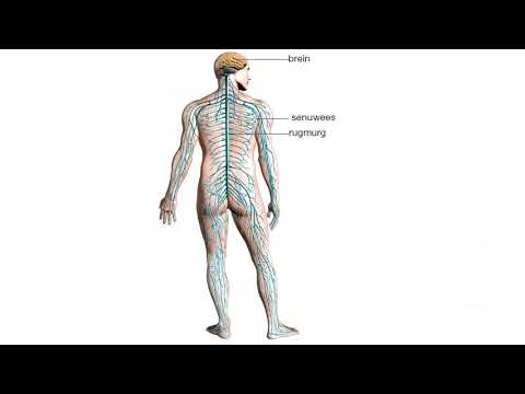 Lewenswetenskap GRAAD 9: 29 April 2020 - periode 7 (2997)