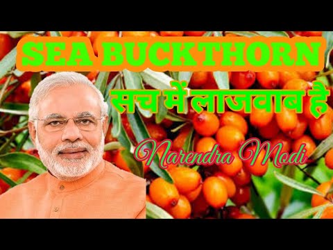 download lagu mp3 mp4 Sea Buckthorn Tonic, download lagu Sea Buckthorn Tonic gratis, unduh video klip Sea Buckthorn Tonic