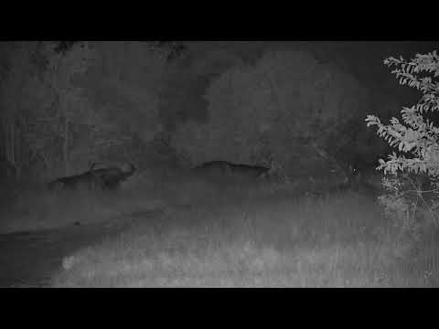 Djuma: Buffalo herd still resting on Twin Dams Road and Open Area - 19:33 - 06/07/2023