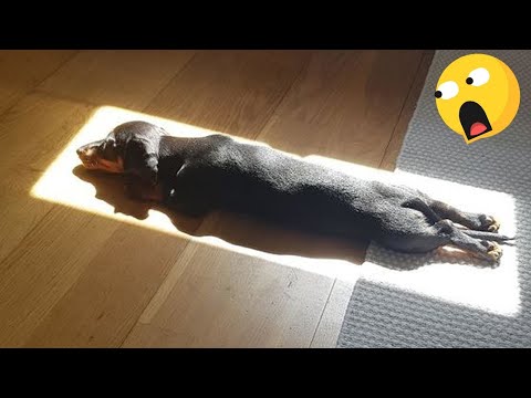 Les vidéos de chiens drôles nous font rire 🤣 new funny animals