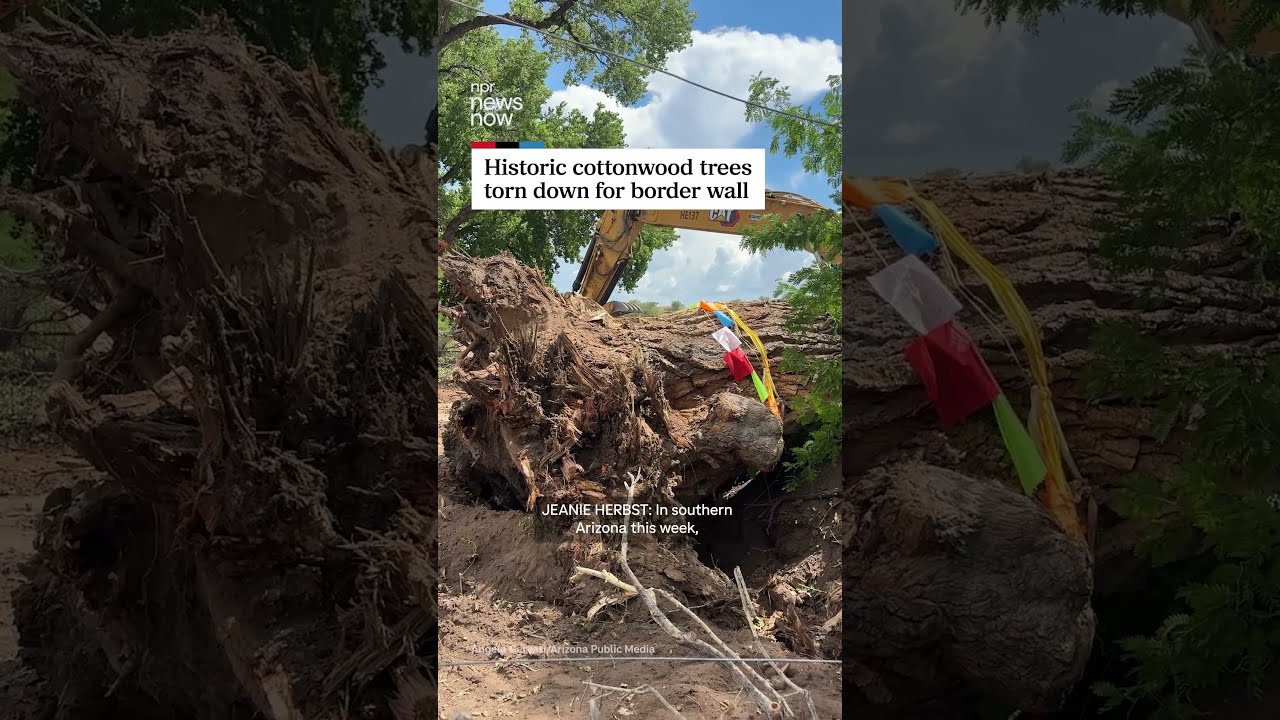 Historic cottonwood trees demolished for Arizona border wall construction