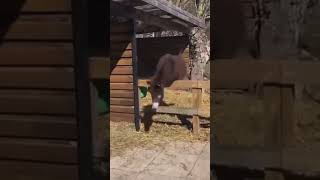 Donkey Flip
