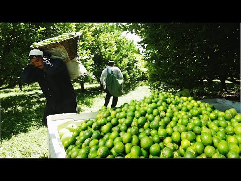 Lime fruit cultivation technology: